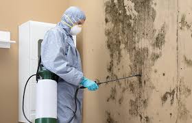 Best Basement Mold Removal  in St Andrews, SC